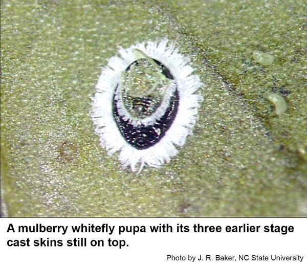 Mulberry whitefly pupa